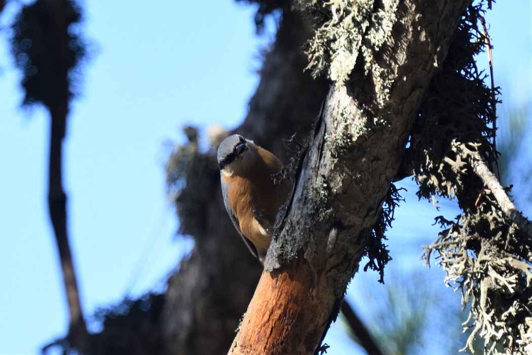 Eurasian Nuthatch